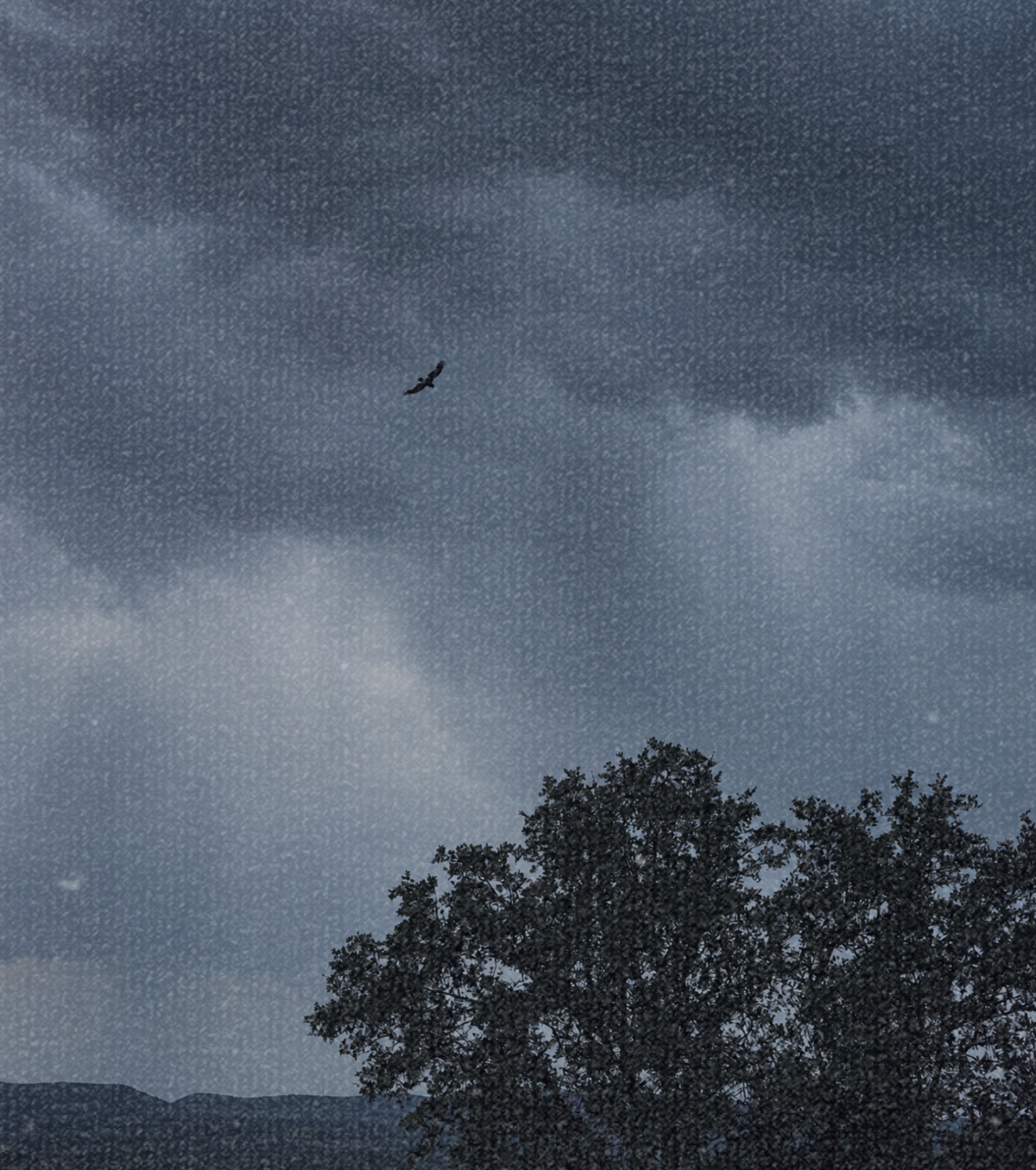 A bird flying over a Hill Country oak beneath a textured blue sky
